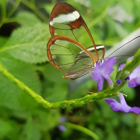 Вілла The Butterflies Wood House Reshafim Екстер'єр фото