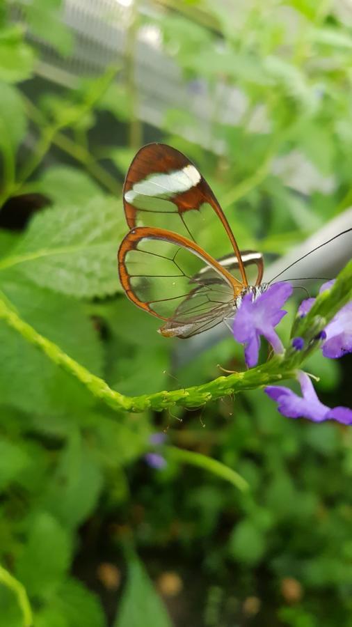 Вілла The Butterflies Wood House Reshafim Екстер'єр фото